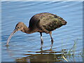 Glossy Ibis feeding in small pool