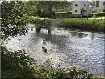 H4772 : Keen dogs, Camowen River, Mullaghmore/ Cranny by Kenneth  Allen