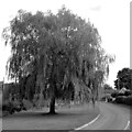 Tree, Spofforth Lane, Aketon, Follifoot