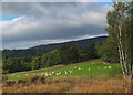 Sheep grazing, Philiphaugh Estate