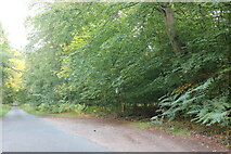 TL8289 : Santon Road in Thetford Forest by David Howard