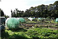 Allotments in Kirkley