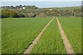 Farmland, St Agnes