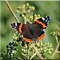 NT7772 : A red admiral butterfly at Dunglass by Walter Baxter