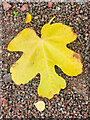SO7119 : Fig leaf, Ficus carica by Jonathan Billinger