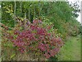 SE3633 : Red bush in Temple Newsam Millennium Woodland by Stephen Craven