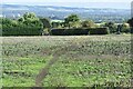 Path across field