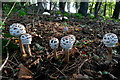 NZ1266 : Parasol mushroom (Macrolepiota procera), Broomy Hill Wood by Andrew Curtis