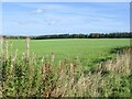 Field opposite Craigswalls