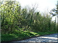 Woodland beside Leckford Lane (A3057)