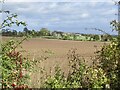 Arable land near Allanbank