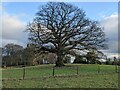 Tree at Lyonshall