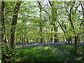 Bluebell woodland