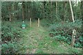 Footpath through Low Wood