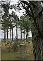 Triangulation pillar, Carden Hill, Morayshire