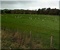NT0273 : Sheep beside Longmuir Plantation by Jim Smillie