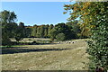 Meadows beside the River Nadder