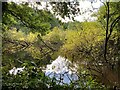 Cave Pond at Rainworth Water