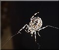 SP9211 : Garden Spider (Araneus diadematus) ventral view by Rob Farrow