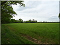 Crop field off Little Abshot Road