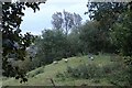 Sheep grazing in Laigh Fenwick