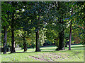 Trees and pasture in Beckbury, Shropshire