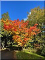 Autumn colour in Whirlow Brook Park