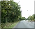 Woodland between A4232 and Leckwith Moors industrial estate