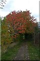 Footpath near Bishopthorpe