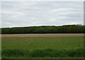 Field towards Oxleys Coppice