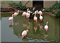 NT4953 : Flamingos at Bird Gardens Scotland, Oxton by Walter Baxter
