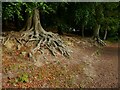 Tree roots beside the track, Newmillerdam