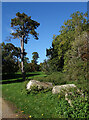 Trees and Rocks, The Lawn