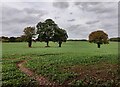 Farmland near Park End