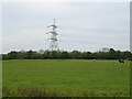 Grazing and pylon off Newlands Road