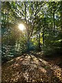 SK3283 : Morning sunlight in Ecclesall Woods by Graham Hogg