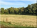 Trees along the river Rib and Thundridge church tower