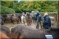 Dulverton : Exmoor Ponies