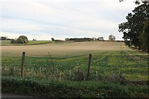 SP8561 : Field in Whiston by David Howard