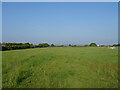 Grazing off Allington Lane