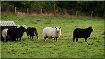 SD1599 : Sheep at Milkingstead by Peter Trimming