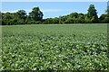 Farmland, Farringdon