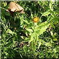 SK6039 : Common Fleabane  (Pulicaria dysenterica) by Alan Murray-Rust