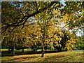 Autumn colour in Sheffield Botanical Gardens