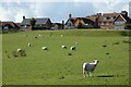 Pasture, Froyle