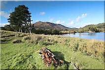 NY1520 : Flag pines at the north end of Crummock Water by Andy Waddington