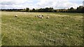 Rams in field at Sandlands Farm