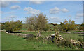 Walls and Trees near Asthall