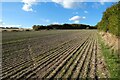 Farmland, Mildenhall