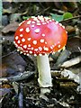 Fly agaric toadstool, Cromer